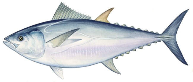 Thunnus maccoyii