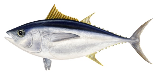 Thunnus obesus