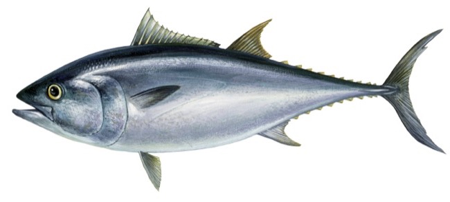 Thon rouge de l'Atlantique • Thunnus thynnus • Fiche poissons