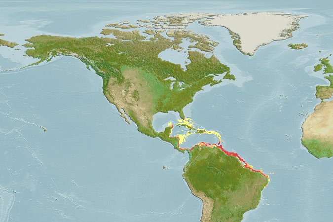 Aquamaps - Computer Generated Native Distribution Map for Bellator ribeiroi