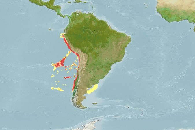 Aquamaps - Computer Generated Native Distribution Map for Helicolenus lengerichi