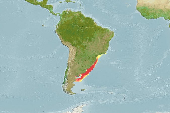 Aquamaps - Computer Generated Native Distribution Map for Squatina guggenheim