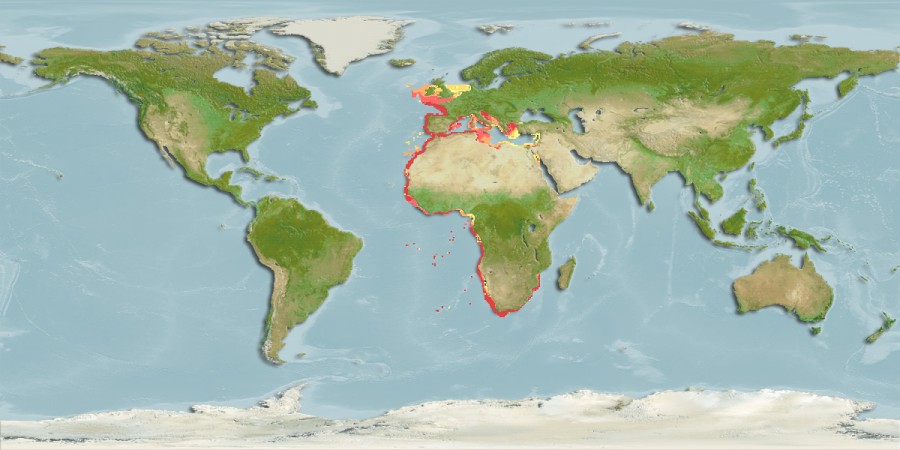 Aquamaps - Computer Generated Native Distribution Map for Rostroraja alba