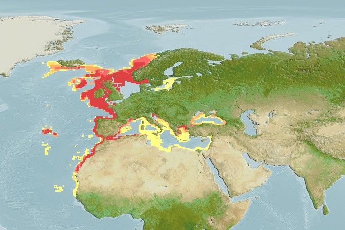 Aquamaps - Computer Generated Native Distribution Map for Dipturus batis
