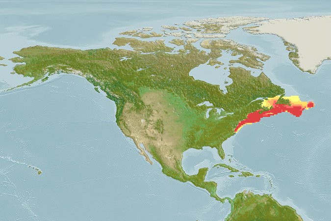 Aquamaps - Computer Generated Native Distribution Map for Dipturus laevis