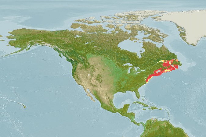 Aquamaps - Computer Generated Native Distribution Map for Leucoraja ocellata