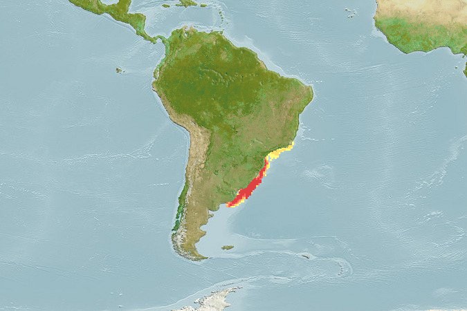 Aquamaps - Computer Generated Native Distribution Map for Atlantoraja castelnaui