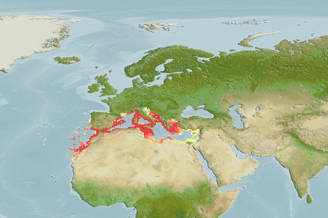 Aquamaps - Computer Generated Native Distribution Map for Arnoglossus rueppelii
