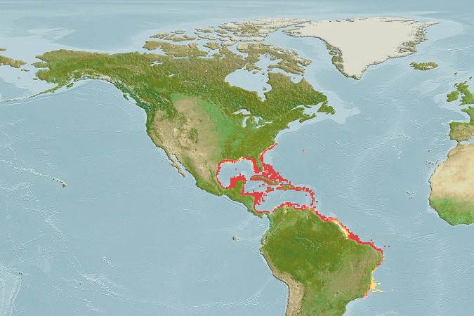 Aquamaps - Computer Generated Native Distribution Map for Haemulon plumierii