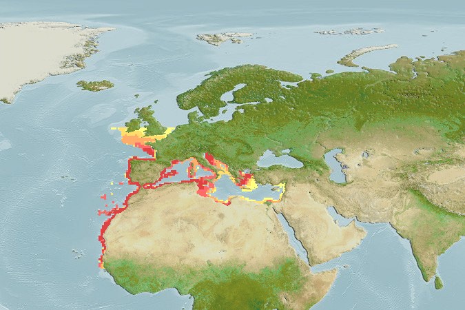 Aquamaps - Computer Generated Native Distribution Map for Microchirus azevia