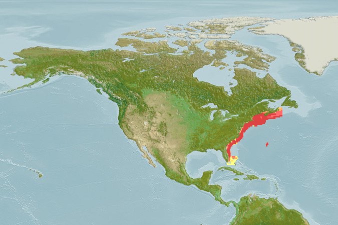 Aquamaps - Computer Generated Native Distribution Map for Hippoglossina oblonga