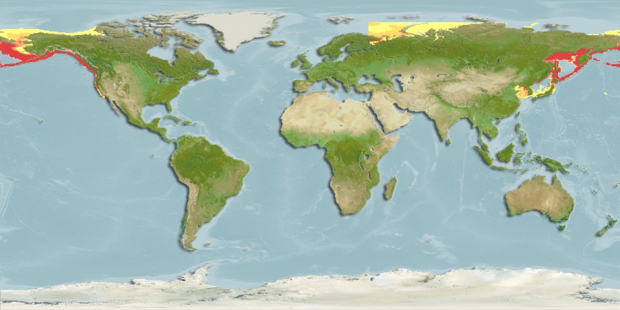 Aquamaps - Computer Generated Native Distribution Map for Clupea pallasii pallasii