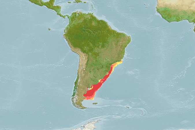 Aquamaps - Computer Generated Native Distribution Map for Percophis brasiliensis
