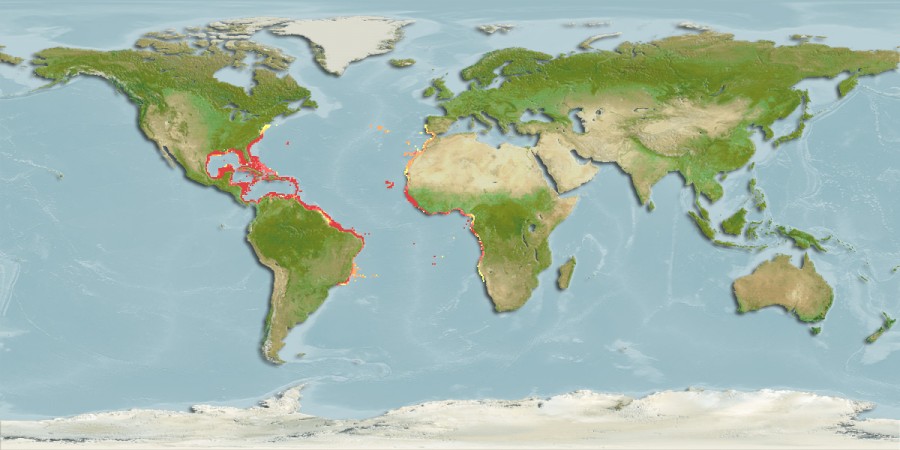 Aquamaps - Computer Generated Native Distribution Map for Caranx latus