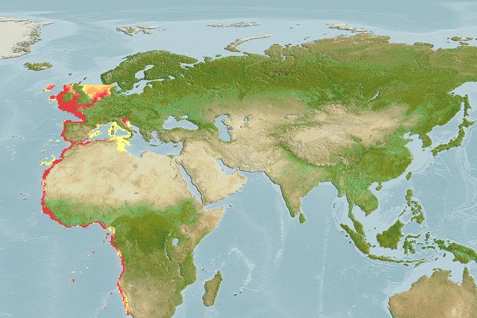 Aquamaps - Computer Generated Native Distribution Map for Arnoglossus imperialis