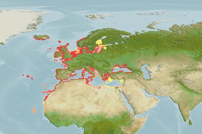 Aquamaps - Computer Generated Native Distribution Map for Belone belone