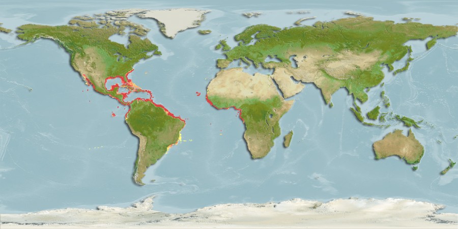 Aquamaps - Computer Generated Native Distribution Map for Epinephelus itajara