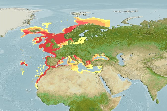 Aquamaps - Computer Generated Native Distribution Map for Merluccius merluccius