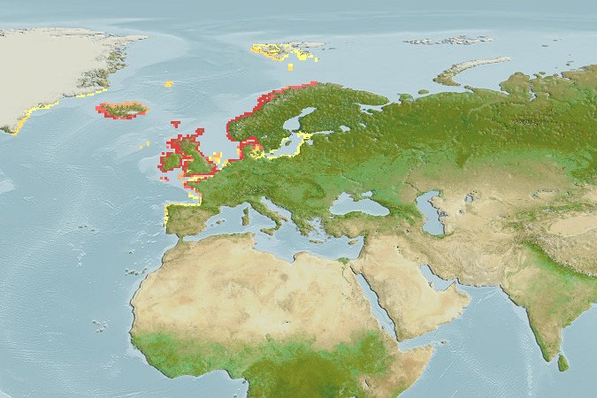 Aquamaps - Computer Generated Native Distribution Map for Centrolabrus exoletus