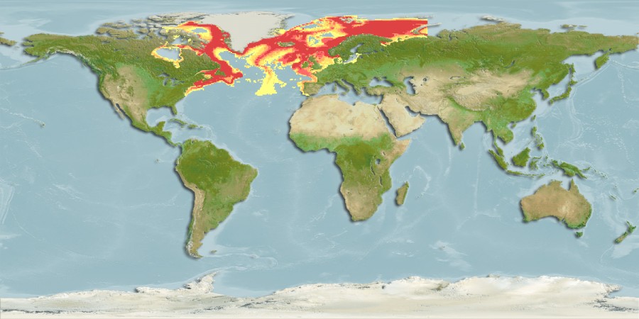 Aquamaps - Computer Generated Native Distribution Map for Somniosus microcephalus