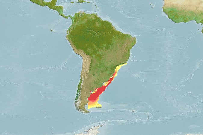 Aquamaps - Computer Generated Native Distribution Map for Acanthistius brasilianus
