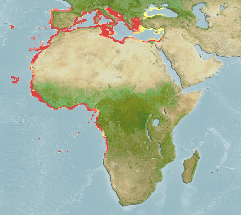 Aquamaps - Computer Generated Native Distribution Map for Bothus podas