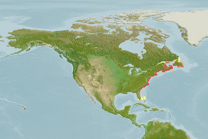 Aquamaps - Computer Generated Native Distribution Map for Menidia menidia