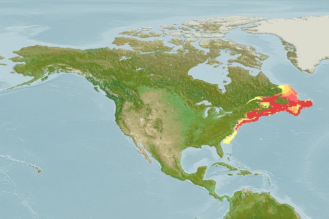 Aquamaps - Computer Generated Native Distribution Map for Merluccius bilinearis