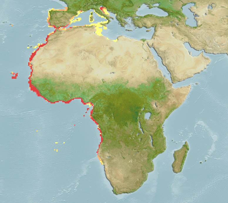 Aquamaps - Computer Generated Native Distribution Map for Plectorhinchus mediterraneus