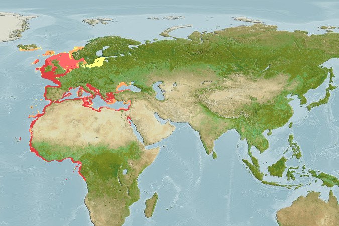 Aquamaps - Computer Generated Native Distribution Map for Argyrosomus regius