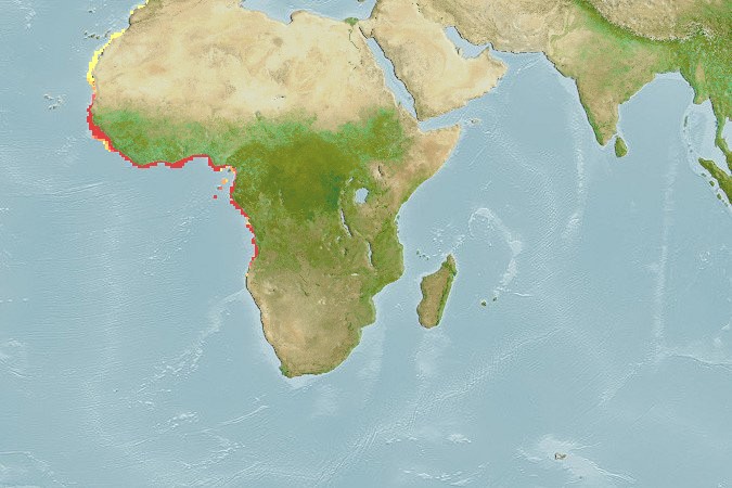 Aquamaps - Computer Generated Native Distribution Map for Brachydeuterus auritus
