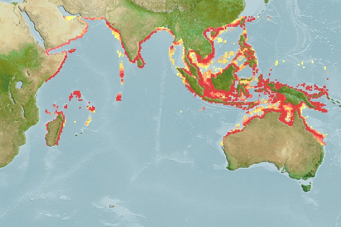 Aquamaps - Computer Generated Native Distribution Map for Carcharhinus amblyrhynchoides