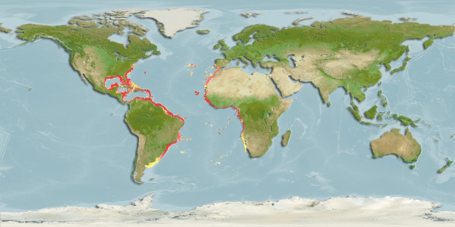 Aquamaps - Computer Generated Native Distribution Map for Carcharhinus signatus