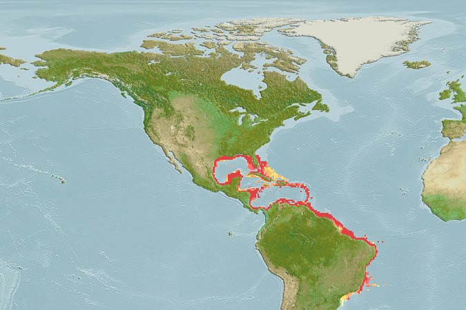 Aquamaps - Computer Generated Native Distribution Map for Conodon nobilis
