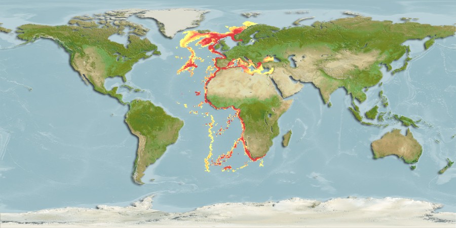 Aquamaps - Computer Generated Native Distribution Map for Etmopterus spinax