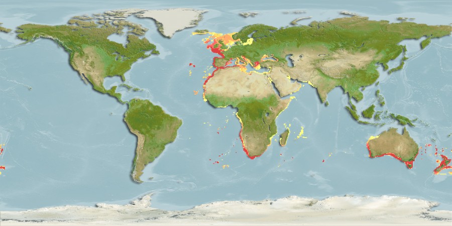 Aquamaps - Computer Generated Native Distribution Map for Lepidopus caudatus