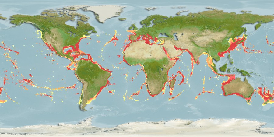 Aquamaps - Computer Generated Native Distribution Map for Odontaspis ferox