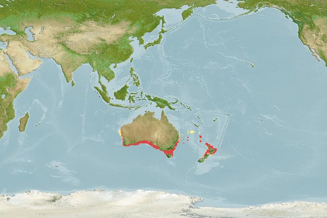Aquamaps - Computer Generated Native Distribution Map for Pterygotrigla polyommata