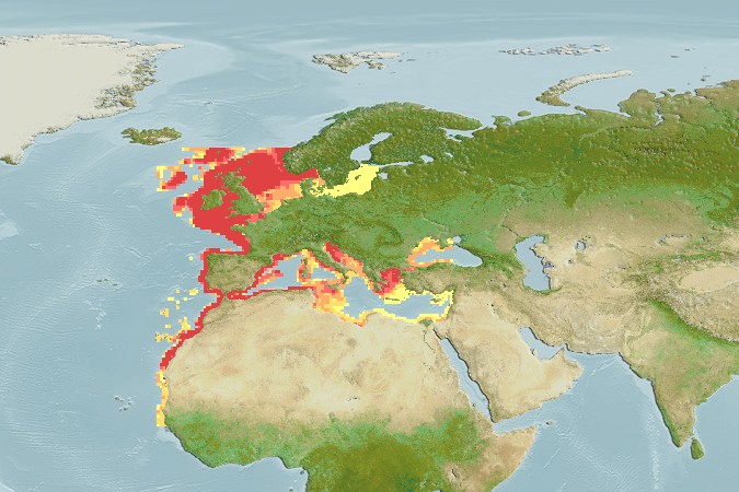 Aquamaps - Computer Generated Native Distribution Map for Scyliorhinus canicula