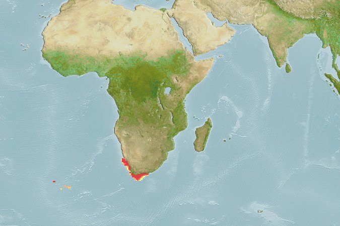 Aquamaps - Computer Generated Native Distribution Map for Sebastes capensis