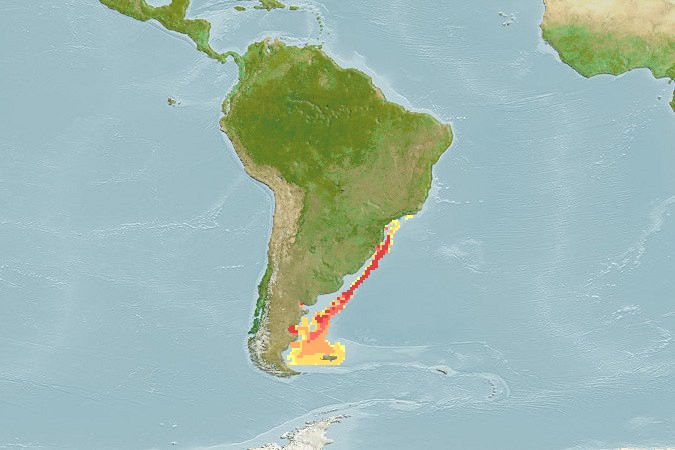 Aquamaps - Computer Generated Native Distribution Map for Squatina argentina