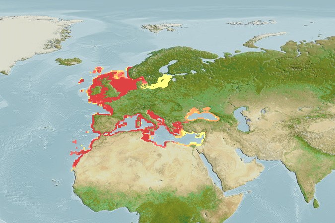 Aquamaps - Computer Generated Native Distribution Map for Squatina squatina