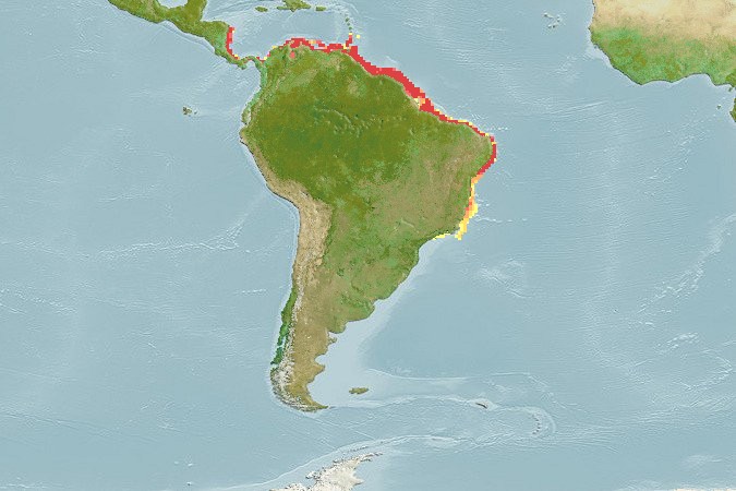 Aquamaps - Computer Generated Native Distribution Map for Cynoscion virescens