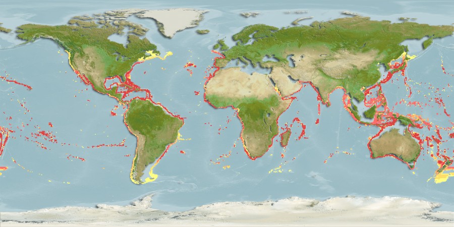 Aquamaps - Computer Generated Native Distribution Map for Lepidocybium flavobrunneum