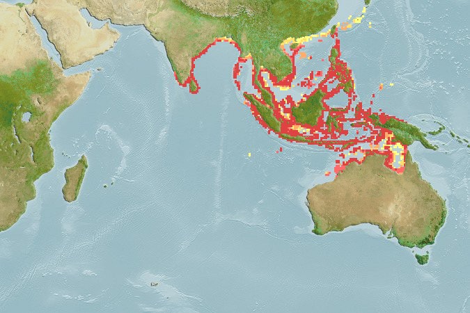 Aquamaps - Computer Generated Native Distribution Map for Lutjanus decussatus