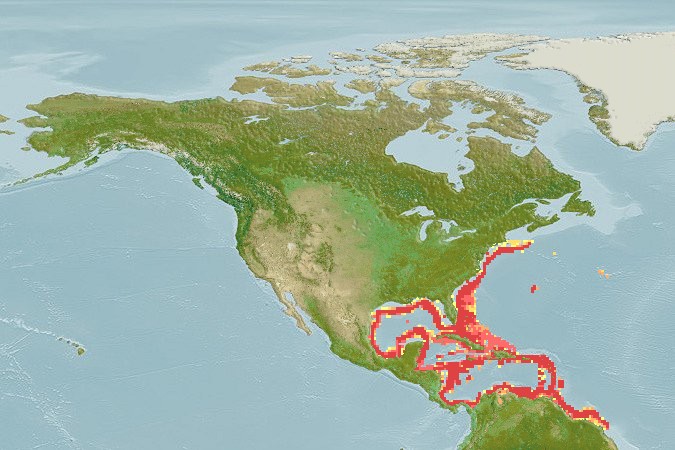 Aquamaps - Computer Generated Native Distribution Map for Merluccius albidus