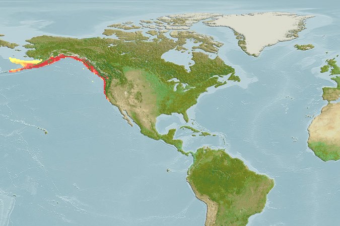 Aquamaps - Computer Generated Native Distribution Map for Microgadus proximus
