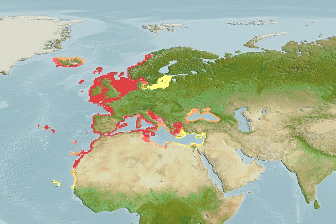 Aquamaps - Computer Generated Native Distribution Map for Sardina pilchardus