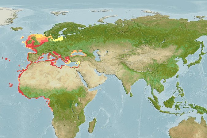 Aquamaps - Computer Generated Native Distribution Map for Dasyatis pastinaca