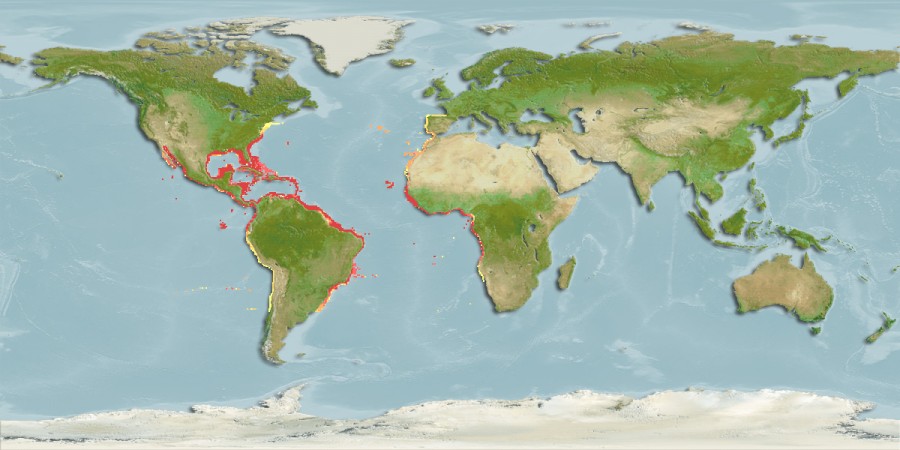 Aquamaps - Computer Generated Native Distribution Map for Ginglymostoma cirratum